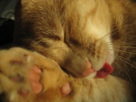 Taken on January 14 2008 at 10:52:20 with a Canon DIGITAL IXUS 800 IS.
Jacques is now 4 years old.
Domestic Cat Grooming Self

The image captures a domestic cat engaged in self-grooming, commonly referred to as "licking." The feline appears relaxed and comfortable while licking its paw with its tongue extended. This behavior is typical for cats as they use it to clean themselves.
 
#catsofmastodonfeature #catsofmastodon #cat #cats #caturday #catsdaily #catcontent