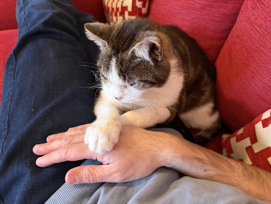 Photo of my cat snuggled in next to me on the sofa he’s placed one of his paws on top of one of my hands.