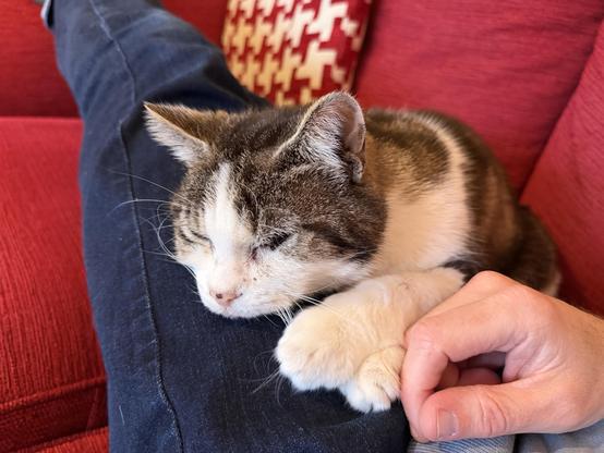 Photo of my cat snuggled in next to me on the sofa, his whole head and his front paws are resting on my legs.