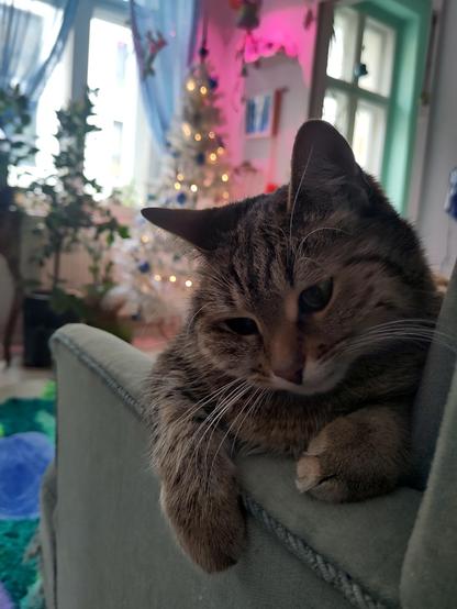 A relaxing tabby cat in the foreground on a green chair, in front of a illuminated Christmas tree and daylight room with multi colored carpet on the floor and plants all around them