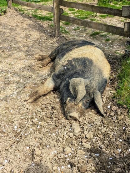 A black and tan pig lies on its side in a muddy, dirt-covered enclosure. The pig appears relaxed, partially covered in dirt, with its snout resting on the ground. The enclosure is bordered by a simple wooden fence, and patches of green grass are visible along the edges. Scattered white petals are visible on the ground, adding texture to the scene.