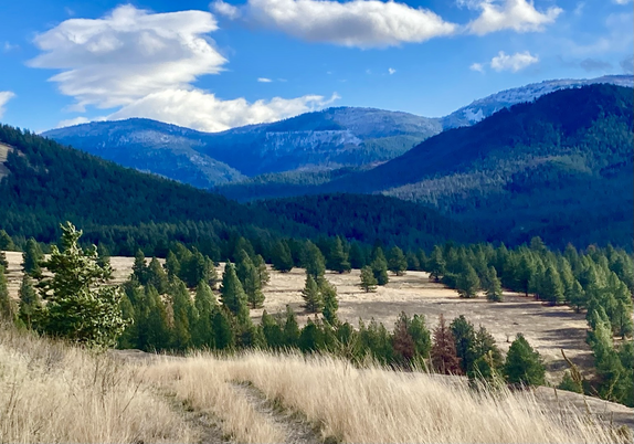 Looking down a grassy slope that appears golden, a vast open expanse of that same grass is dotted with pine trees, but then forest overwhelms the landscape as mountains rise to either side, the tallest those farthest away, the trees closest to those summits dusted with snow. The sky is partly cloudy.