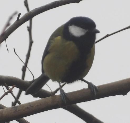 Mae great tit yn eistedd ar gangen.