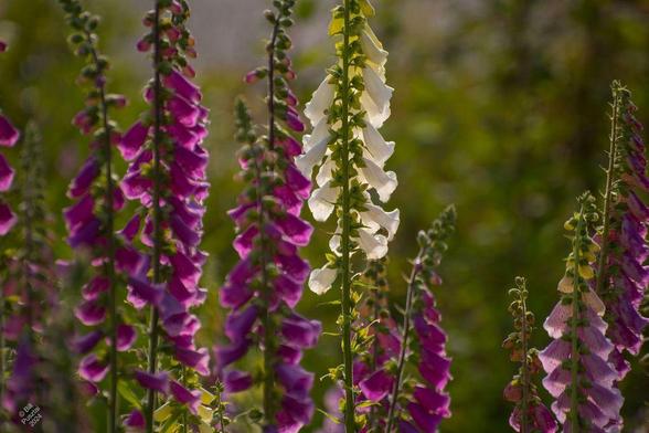Looking at the "back" of several spikes of flowers, pink, purple and white. The sun is shining on them from the other side making them look illuminated.