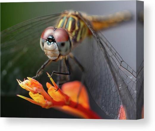 A canvas print of a dragonfly perched on a flower tip