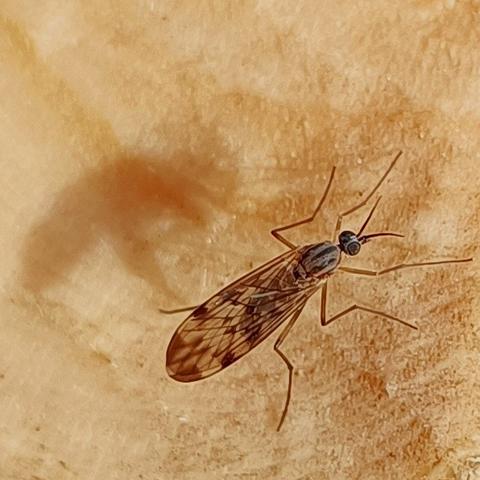 auf dem hellen leicht rötlichen holzbraun einer frischen schnittstelle eines gefällten baums sitzt ein insekt mit langen dünnen angewinkelten beinen, rundem von den augen dominiertem kopf, grau-schwarz längsgestreiftem thorax und schön netzartig geäderten transparenten flügeln, die es auf dem rücken übereinander gelegt hat. kein stechrüssel, weil keine stechmücke, sondern 2 fühler am kopf.