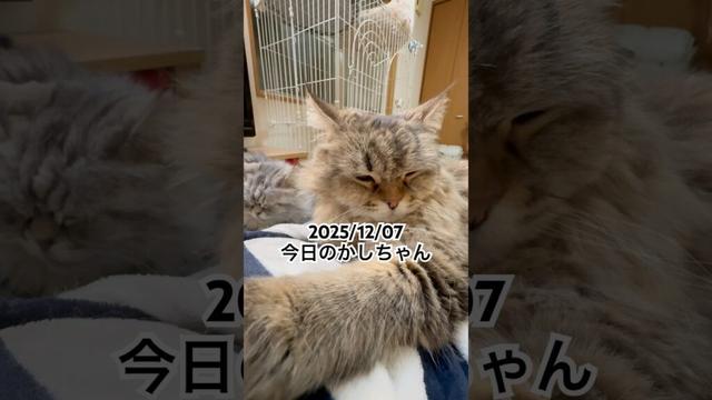 2025/12/07今日のかしちゃん #猫 #ペルシャ #カシス #cat #猫のいる暮らし