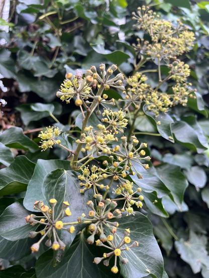 Groen glanzend blad met schermvormige bloeiwijzen. Op de voorgrond zie je een aantal trosjes met kleine, ronde, lichtgele tot groenige bloemknoppen. Sommige bloemetjes zijn opengegaan en hebben fijne gele meeldraden, terwijl andere nog in knop zitten. De bladeren zijn groot, donkergroen en leerachtig. Alles groeit dicht op elkaar tegen een achtergrond van meer bladeren. Dit lijkt sterk op klimop (Hedera helix) in bloei.