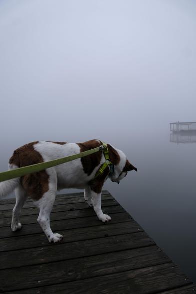 A white and brown dog standing on a jetty over a lake in a dense fog