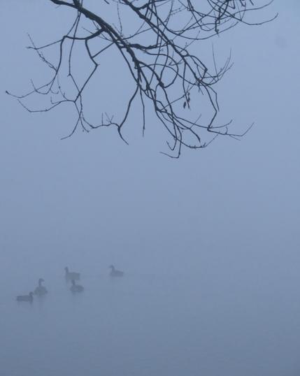 Ducks swimming in a lake in a dense fog, seen at the bottom left. Barren tree branches hanging over the lake at the top.