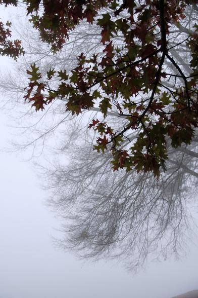 Brown leaves on branches and less visible branches behind them over a lake in a dense fog