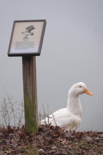 A white duck sitting at the shore of a lake in a dense fog. A sign on its left show a picture and explanation of 'Osprey' -- a mismatch.