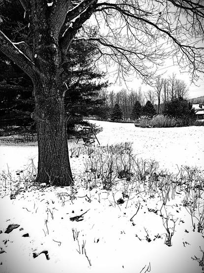 Monochrome image of a snowy field, Bath Township, Summit County, Ohio, USA. Image shows a large oak tree in the left foreground, with more trees more distant, stripped of their leaves, and pine trees standing against early winter's cold.