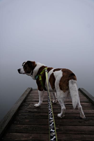 A white and brown dog standing on a jetty over a lake in a dense fog looking toward the left side of the screen.