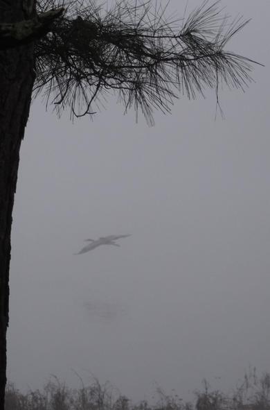 A heron flying over a lake in a dense fog. A tree on the left with its branches at the top.
