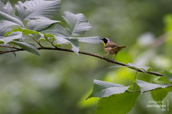 A perky little black-masked warbler stands with its back to us on a leafy branch.