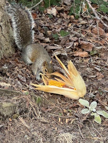 A grey squirrel is grabbing (for about the 3rd time) a half-cob of corn with leaves attached, lying on the ground near a tree trunk.  This is AFTER he had dropped it (again) while trying to carry it up,  doubtless to a nest.

The fluttering of the corn husks as he climbed the tree is what drew our attention in the first place, it was very strange-looking.