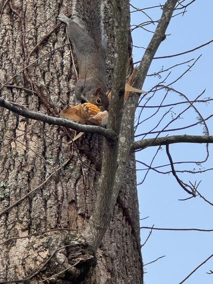 The squirrel is now about 15' above the ground, but hanging with his head down, trying to prop the corn against a small limb.  Everything is a brownish grey, except the bright orange/yellow of the corn kernels.

He quickly ran with it around to the far side of the trunk, doubtless because our laughter was making him mad.

A cold morning, and quite the find, wherever he got it.