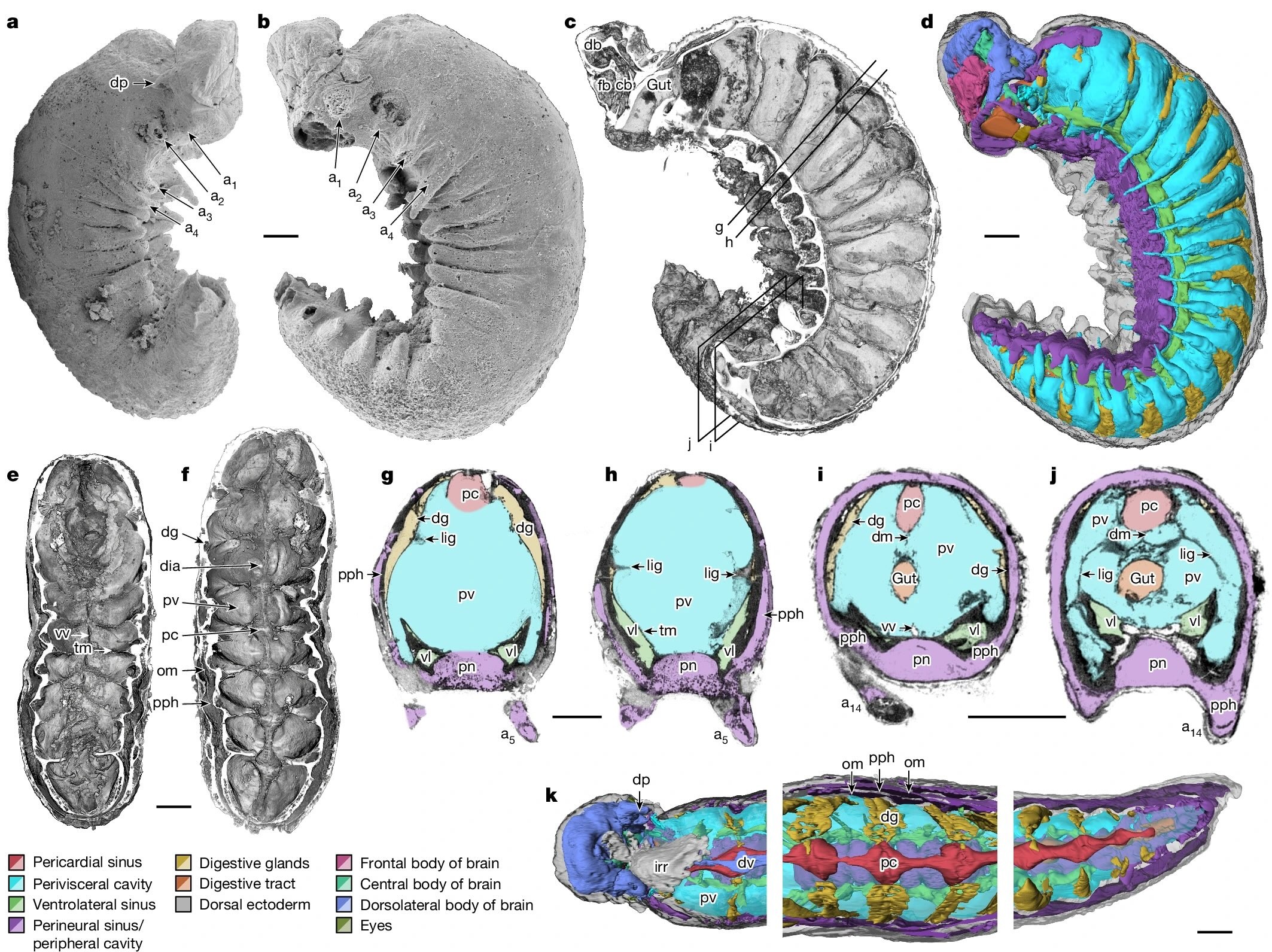 phosphatized larva of Youti yuanshi,