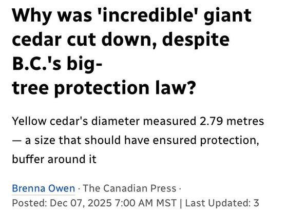 Why was 'incredible' giant
cedar cut down, despite
B.C.'s big-tree protection law?

Yellow cedar's diameter measured 2.79 metres
— a size that should have ensured protection,
buffer around it

Brenna Owen - The Canadian Press -

Posted: Dec 07,2025 7:00 AM MST | Last Updated: 3