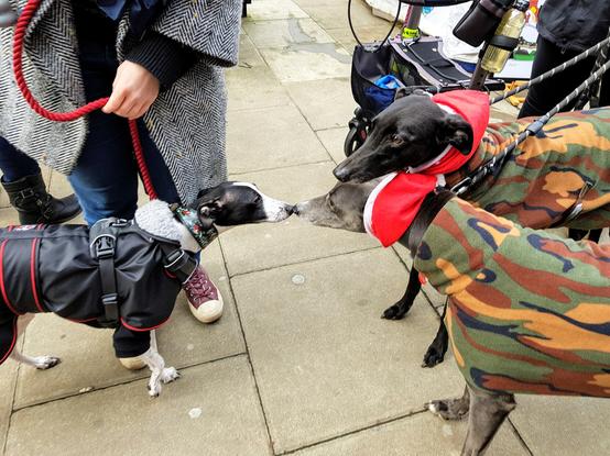 A photo of a side on view of two greyhounds greeting a whippet ina  paved street. The greyhounds face roght to left and tower over the much smaller whippet. They are both dressed in matching camouflage pattern fleeces and are wearing red and white Santa-style snoods around their necks. The greyhound in the foreground is blue in colour while the one behind her is shiny black. The whippet is cow pattern black and white and is gently touching the blue greyhound's snout with its snout.
