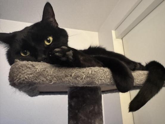 A black cay lay on his side atop a cat tree while peeping at a camera. He is folded in a way that one of his back feet is closer to the camera, emphasizing his toe beans.