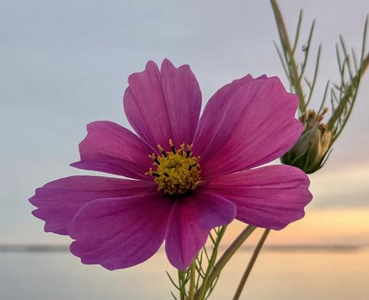 Image displays one pink cosmos flower against a blue-gray sunset skyline.

La imagen muestra una flor cosmos rosa contra un horizonte de atardecer azul grisáceo.

Das Bild zeigt eine rosa Kosmeeblüte vor dem blaugrauen Sonnenuntergangshimmel.

L'image montre une fleur de cosmos rose se détachant sur un ciel de coucher de soleil bleu-gris.

画像には、青灰色の夕焼けの空を背景にしたピンクのコスモスの花が 1 つ表示されています。