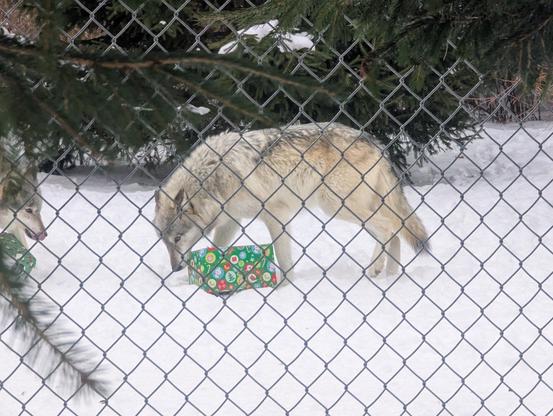 A timber wolf standing in snow and sniffing a box wrapped in Christmas wrapping paper, behind a chain link fence.