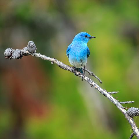 A photo of a male mountain bluebird (Sialia currucoides), a small bright blue songbird with a black beak and legs, perched on a thin gray curving leafless branch, looking to the right with out of focus greenery in the background.
