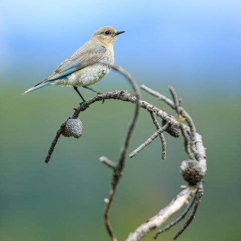 A photo of a female mountain bluebird (Sialia currucoides), a small light gray songbird with a black beak and legs and some stripes of blue visible in its wings and tail, perched on a thin, curving, claw-like leafless gray branch, facing to the right.