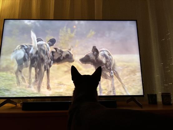 A Kelpie dog is sitting in front of a TV screen displaying a scene with three wild dogs in a natural setting. The room appears dimly lit, highlighting the dog's silhouette against the bright screen.