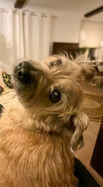 Hond met een warrige, lichtbruine vacht die nieuwsgierig achterom kijkt. De hond heeft donkere ogen die direct in de camera kijken en de oortjes staan wat schuin omhoog. Op de achtergrond is een interieur te zien, met houten vloer, een bruin kleed, witte gordijnen en zachte verlichting. Het geheel geeft een warme, huiselijke sfeer.