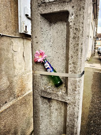 Une fleure coupée dans une bouteille de bière