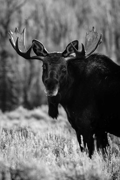 A portrait of a bull moose, looking towards the camera.