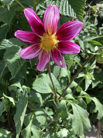 A vibrant pink and white dahlia with a yellow center, surrounded by green leaves.