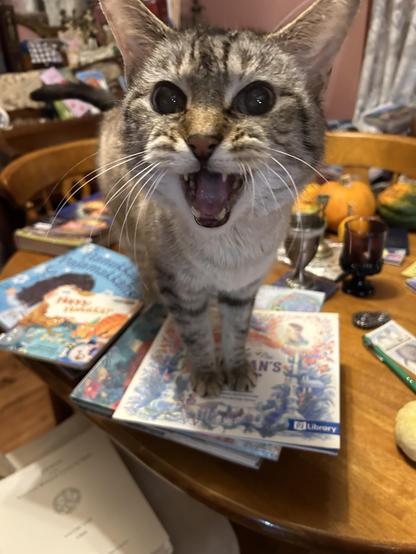 A lynx point Siamese standing on a cluttered dining room table, on a stack of Jewish children’s books that are both from the librar and from used book sales. His mouth is open in a meow.