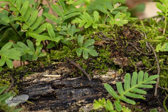 Close-up of green plants growing on a dark, mossy log.