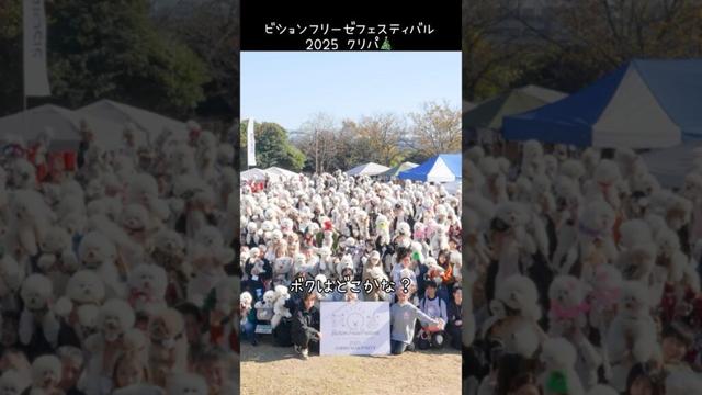 ビションフェスに初参加✨【コパン】【ビションフリーゼフェスティバル】