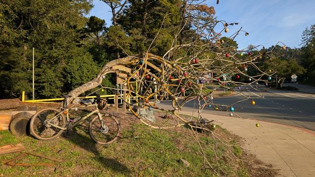 A buckeye tree with Christmas ornaments on it, by a road, with a bicycle leaning against it