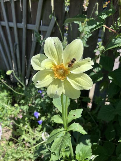 A light yellow dahlia flower with broad petals and a central cluster of orange-yellow stamens is shown, with a bee resting on it. The background features green foliage and a wooden fence.