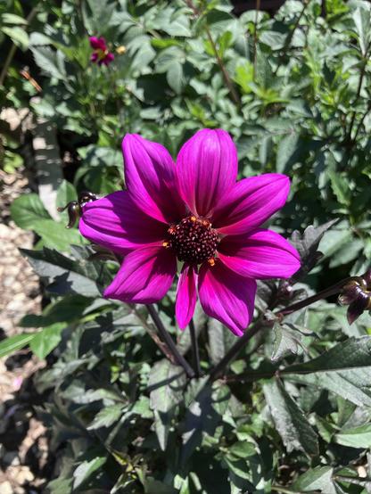 A vibrant magenta dahlia flower with a dark center, surrounded by green foliage.