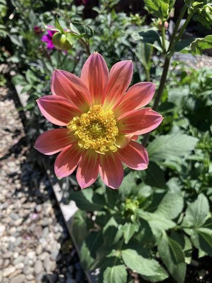 A vibrant pink and orange dahlia flower with long, pointed petals and a yellow center stands out against a backdrop of green leaves and other flowers. The image captures the flower in full bloom under bright sunlight.