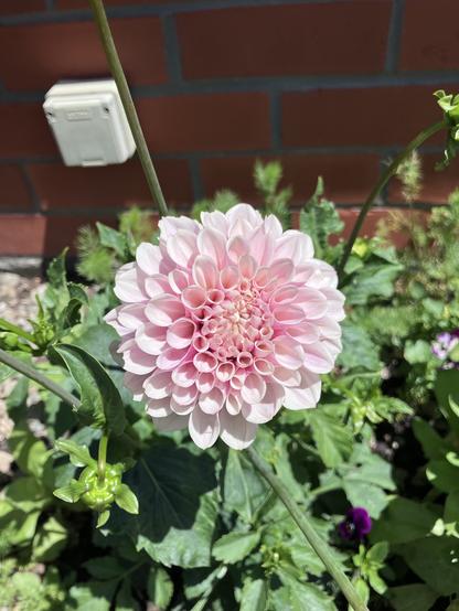 A large, pink dahlia flower blooms amidst green foliage, with a small, unopened bud nearby. A brick wall and an electrical outlet are visible in the background.