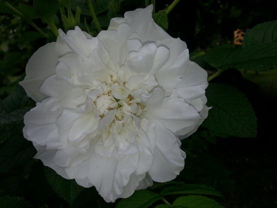 au coeur d'une rose toute blanche et parfumée !