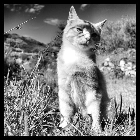 Black and white photo of ginger cat posing in a field on his farm that is his farm