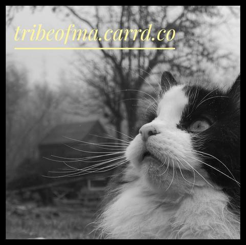 Black and white portrait of a fluffy black and white cat on a foggy morning