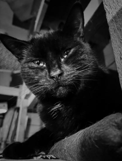 Young black cat judging the can opener and his stupid phone