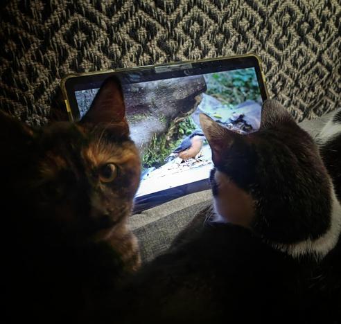 Three cats watching bird videos