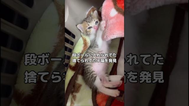 段ボールに入れられてた捨てられた子猫を発見し保護しました #保護猫 #野良猫 #捨て猫 #shorts