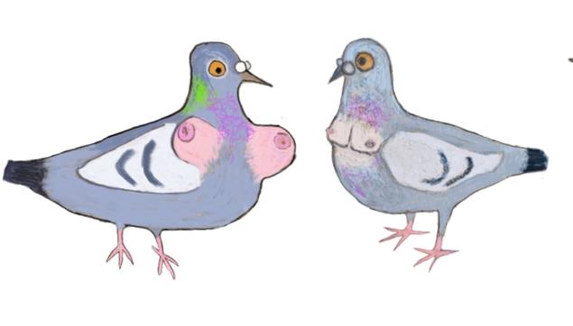 A pigeon with bouncy tits next to a pigeon with a male chest